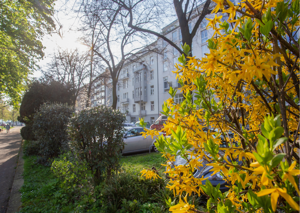 Image shows a traditional british style of house in the background. It's white and in the foreground, there are bushes and yellow flowers.